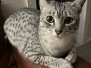 Nuit Egyptian Mau Silver female DOB 9-19-23