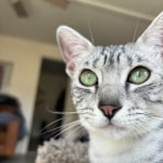 Nuit Silver Mau dob 9/19/23