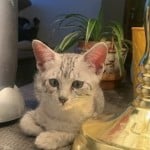 Nuit-silver-mau DOB 9/19/23