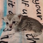Mau-girl
