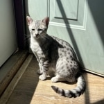 Nuit Silver Mau dob 9/19/23