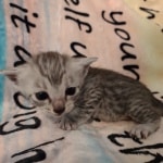 silver-Mau-girl