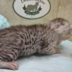 silver-female-Mau-a