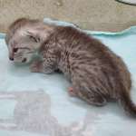 silver-female-Mau-c