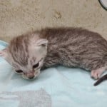 silver-female-Mau