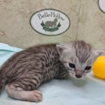 silver-female-mau-b