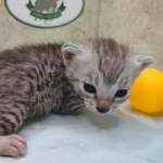 silver-female-mau-d