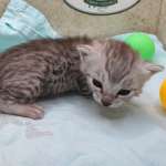silver-female-mau-e