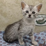 Nuit-silver-mau DOB 9/19/23