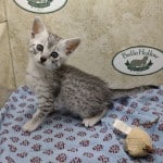 Nuit-silver-mau DOB 9/19/23
