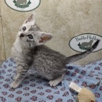 Nuit-silver-mau DOB 9/19/23