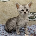 Nuit-silver-mau DOB 9/19/23