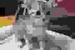 Karma, Egyptian Mau, Silver, Female DOB 9-20-18 Caroline