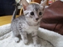 Karma, Egyptian Mau, Silver, Female DOB 9-20-18 Caroline