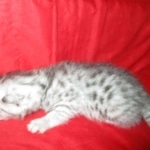 Mau, silver, female, dob 9-20-18 Caroline