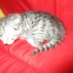 Mau, silver, female, dob 9-20-18 Caroline