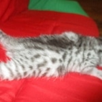 Mau, silver, female, dob 9-20-18 Caroline