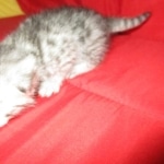 Mau, silver, female, dob 9-20-18 Caroline