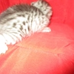 Mau, silver, female, dob 9-20-18 Caroline