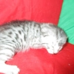 Mau, silver, female, dob 9-20-18 Caroline