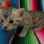 Mau, silver, female, dob 9-20-18 Caroline