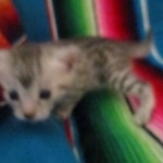 Mau, silver, female, dob 9-20-18 Caroline