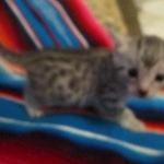 Mau, silver, female, dob 9-20-18 Caroline