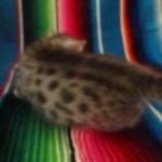 Mau, silver, female, dob 9-20-18 Caroline