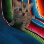 Mau, silver, female, dob 9-20-18 Caroline