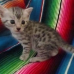 Mau, silver, female, dob 9-20-18 Caroline