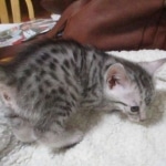 Mau, silver, female, dob 9-20-18 Caroline