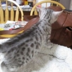 Mau, silver, female, dob 9-20-18 Caroline