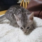 Mau, silver, female, dob 9-20-18 Caroline