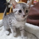 Mau, silver, female, dob 9-20-18 Caroline