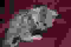 Porsche' Egyptian Mau, Silver, Female DOB 9-20-18 Dee