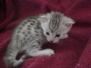 Porsche' Egyptian Mau, Silver, Female DOB 9-20-18 Dee
