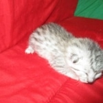 Mau silver female DOB 9-20-18 Dee