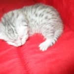 Mau silver female DOB 9-20-18 Dee