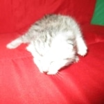 Mau silver female DOB 9-20-18 Dee