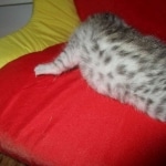 Mau silver female DOB 9-20-18 Dee