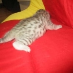 Mau silver female DOB 9-20-18 Dee