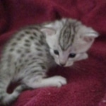 Mau silver female DOB 9-20-18 Dee