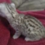 Mau silver female DOB 9-20-18 Dee