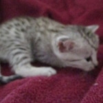 Mau silver female DOB 9-20-18 Dee