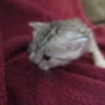 Mau silver female DOB 9-20-18 Dee