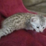 Mau silver female DOB 9-20-18 Dee