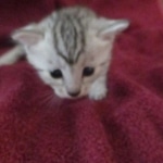 Mau silver female DOB 9-20-18 Dee