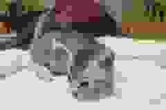 Seti, Egyptian Mau, Silver Female DOB 9-26-18