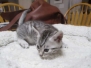 Seti, Egyptian Mau, Silver Female DOB 9-26-18