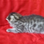 Mau, silver, female DOB 9-26-18